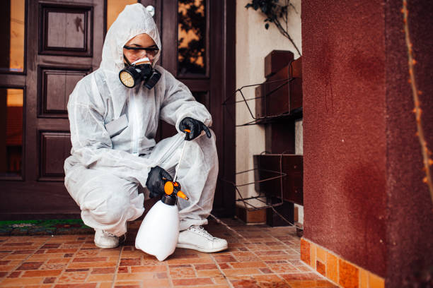 Reliable Ant Control contractor in Mount Vernon, TX by Show Me Pest Control
